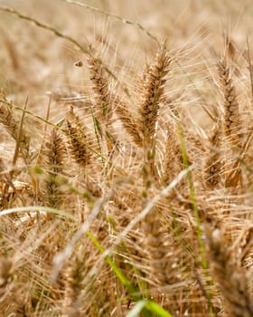 a golden wheat field in summer day