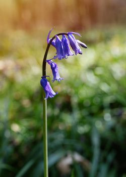 bluebells flowers on meadow in the forest on sunny day