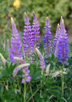 purple Lupines on the green grass at sunset