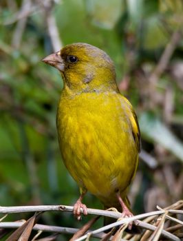 greenfinch bird sitting on wood in search of food