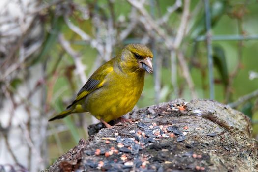 greenfinch bird sitting on wood in search of food