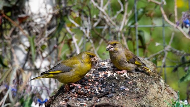 two greenfinch birds resting on a bark to eat