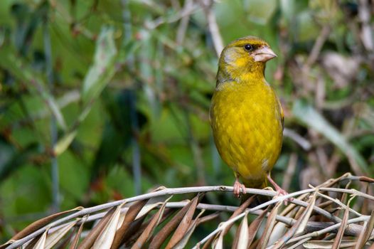 greenfinch bird sitting on wood in search of food