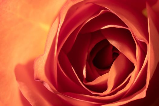 Photo of a Cinnabar color blooming rose, macro, close-up, background