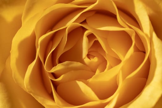 A yellow rose close-up. Petals close-up. Bright yellow background. In full frame