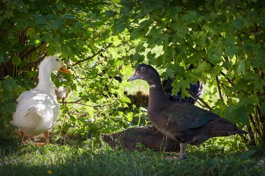 White and black duck in the background of green leaves