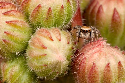 Jumping spider between buds
