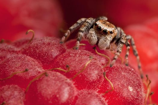 Jumping spider and raspberry
