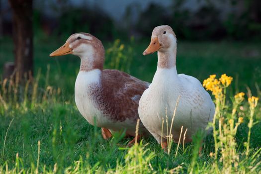 Two ducks late evening