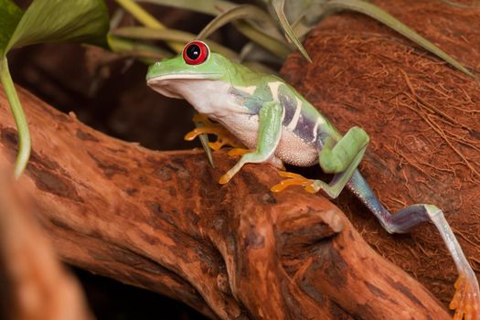 Red-eyed tree frog climbs up

