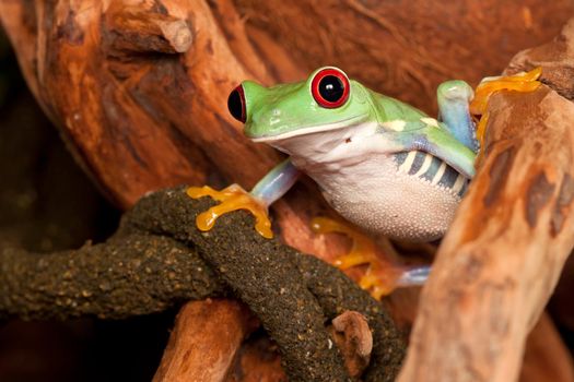 Red eyed tree frog watching environment
