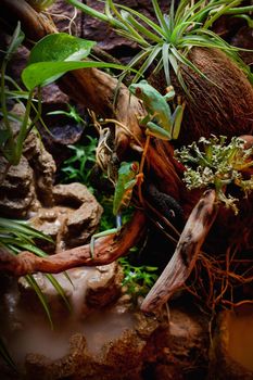 Red-eyed frogs in the terrarium