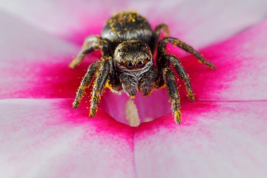 Jumping spider sticked with yellow pollen standing in the center of a pink flower