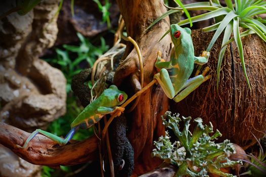 Red-eyed frogs in the terrarium
