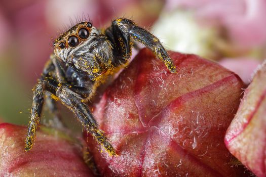 Jumping spider with yellow polen on the red buds