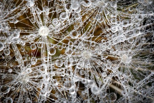 Dandelion fluff and brilliant morning dew on it