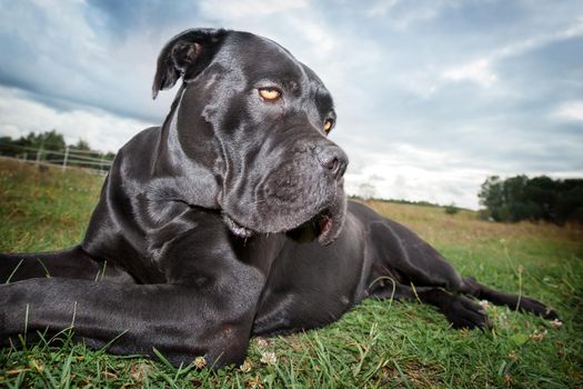 The Cane corso dog relaxes on the grass