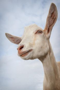 Goat portrait on blue sky background