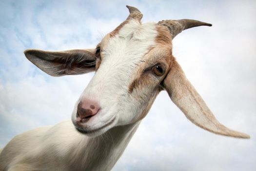 Goat's portrait and her glimpse with question