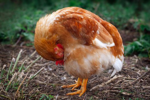 A sleeping hen's portrait