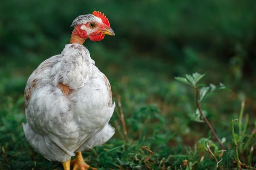 Bald neck white chicken portrait on the dark green background, from behind