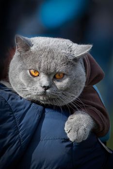 British Shorthair and and its hood
