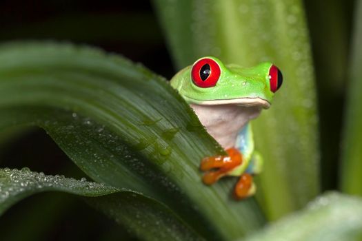 Red-eyed tree frog hiding behind the leaf
