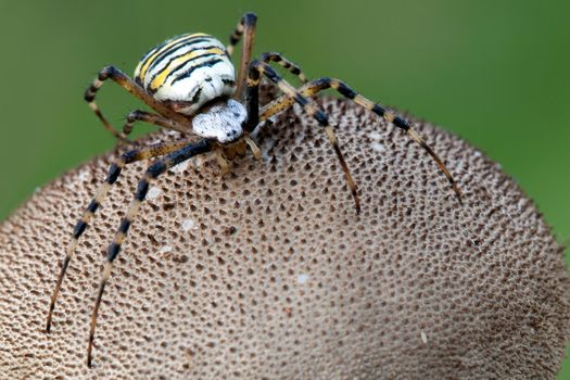 Wasp spider on the puffball mushroom 