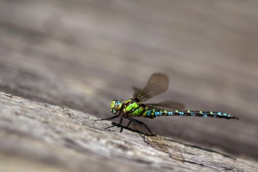 Dragonfly on the wooden plank 