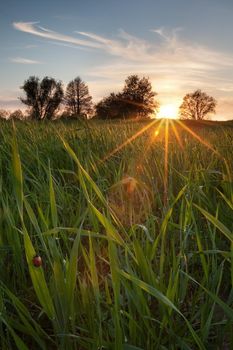 Sunset on a spring meadow