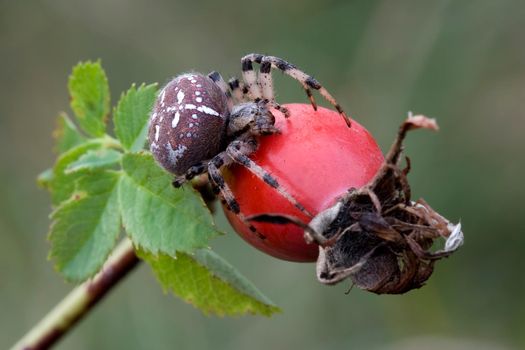 Araneus on the rosehips