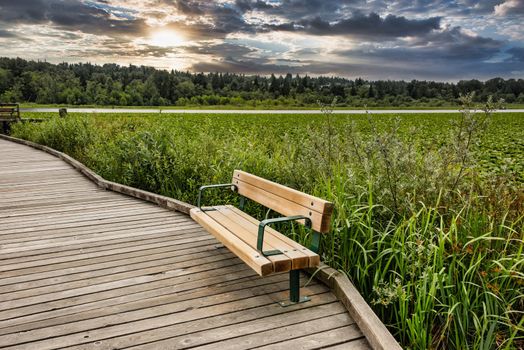 Recreational place with new wooden bench in the park on Burnaby lake.
