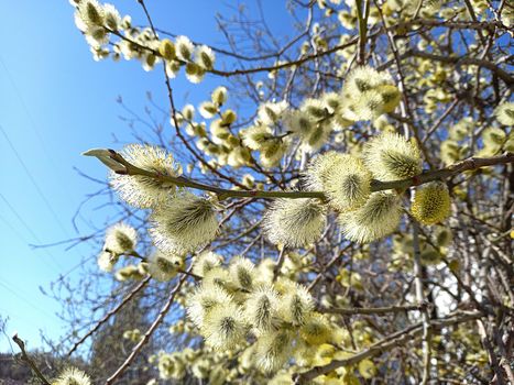 spring. Blossoming tree, fluffy willow, willow branch. High quality photo