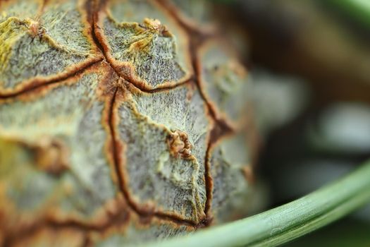 It's a macro-beam. Blurred pine cones texture. The background is sideways. High quality photo