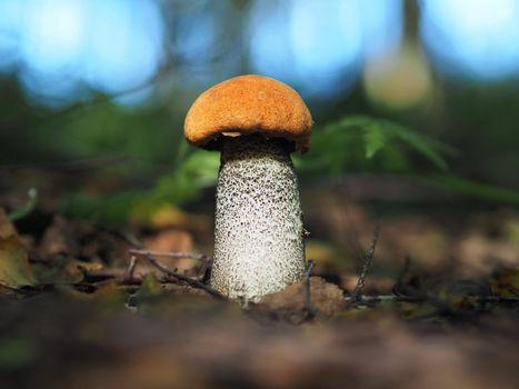 Edible mushrooms in the forest in autumn. Close-up.