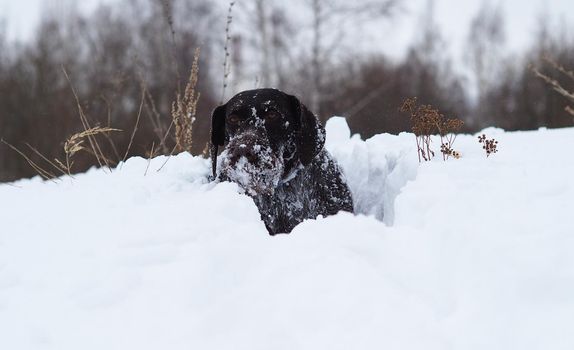 Hunting dog, German wire-haired in winter in a snow-covered field. High quality photo