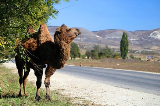  Animals in nature. In the photo, an image of a live camel in nature stands by the road.