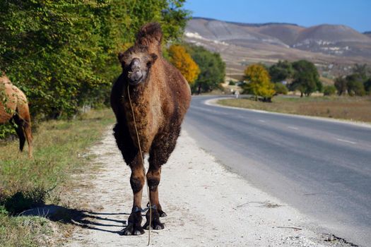  Animals in nature. In the photo, an image of a live camel in nature stands by the road.