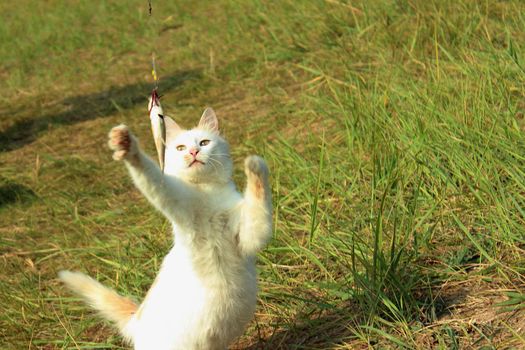 White beautiful cat catches fish. Animals in nature.