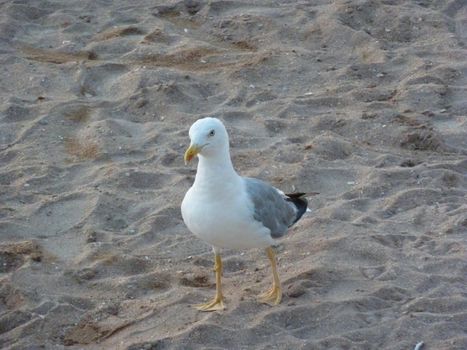 White seagull on sea sand by the sea. High quality photo