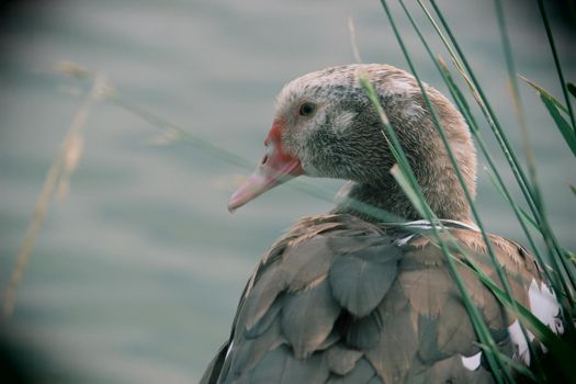 Grey beautiful goose in a reservoir. Beautiful feathers. Close-up.