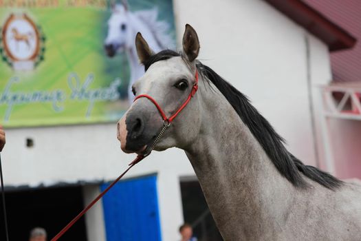 The muzzle of a white-grey horse with a mane and a close-up bridle.