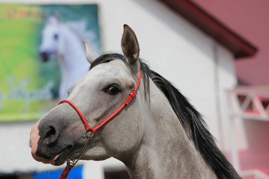 The muzzle of a white-grey horse with a mane and a close-up bridle.