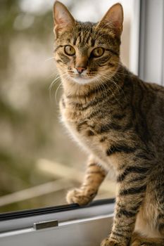 Portrait of young european shorthair breed cat, sitting at window, shallow DOF