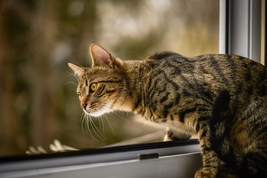 Portrait of young european shorthair breed cat, sitting at window, shallow DOF