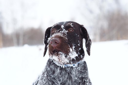 Dog hunting, a portrait of a German wire hair dog in winter in a snow-covered field. High quality photo