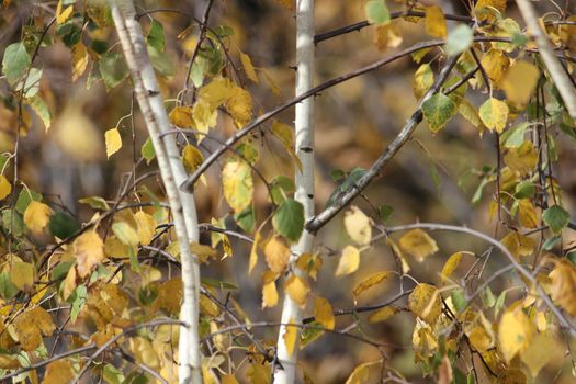 Golden autumn. The background is made of autumn leaves. High quality photo