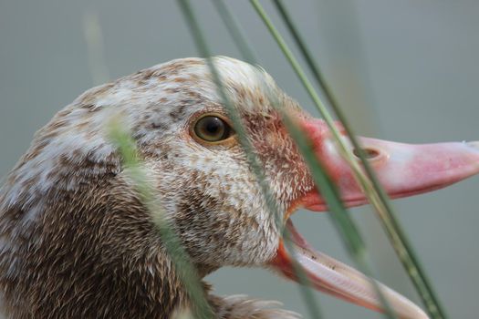 Beautiful gray goose. The head of a gray goose with an open beak. High quality photo