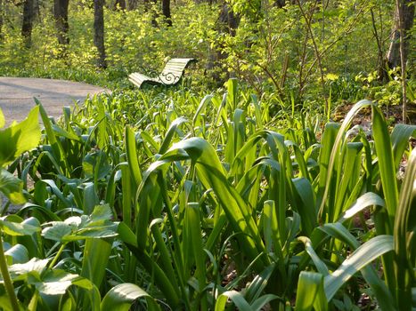 Park, bench in the park. The green zone.