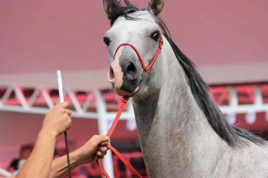 The muzzle of a white-grey horse with a mane and a close-up bridle.